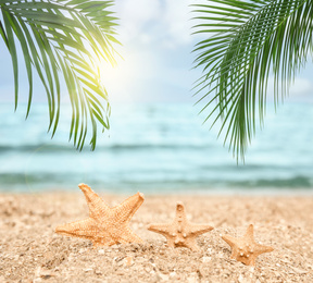 Starfishes and tropical sandy beach on sunny day 