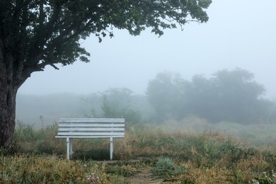 Photo of Empty wooden bench under tree in foggy field. Early morning landscape