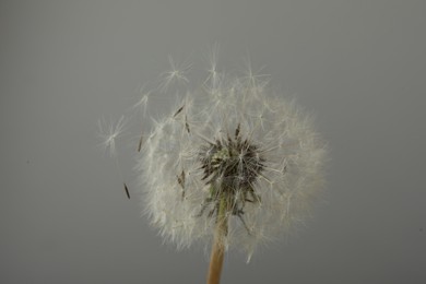 Photo of Beautiful fluffy dandelion flower on grey background, closeup.
