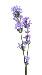 Photo of Beautiful blooming lavender flowers isolated on white