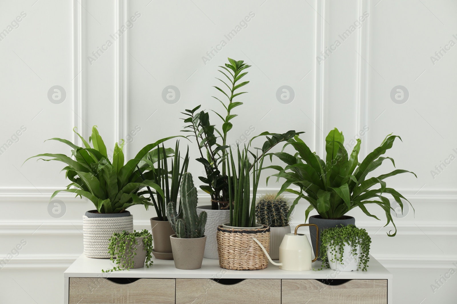 Photo of Many green potted houseplants on table near white wall