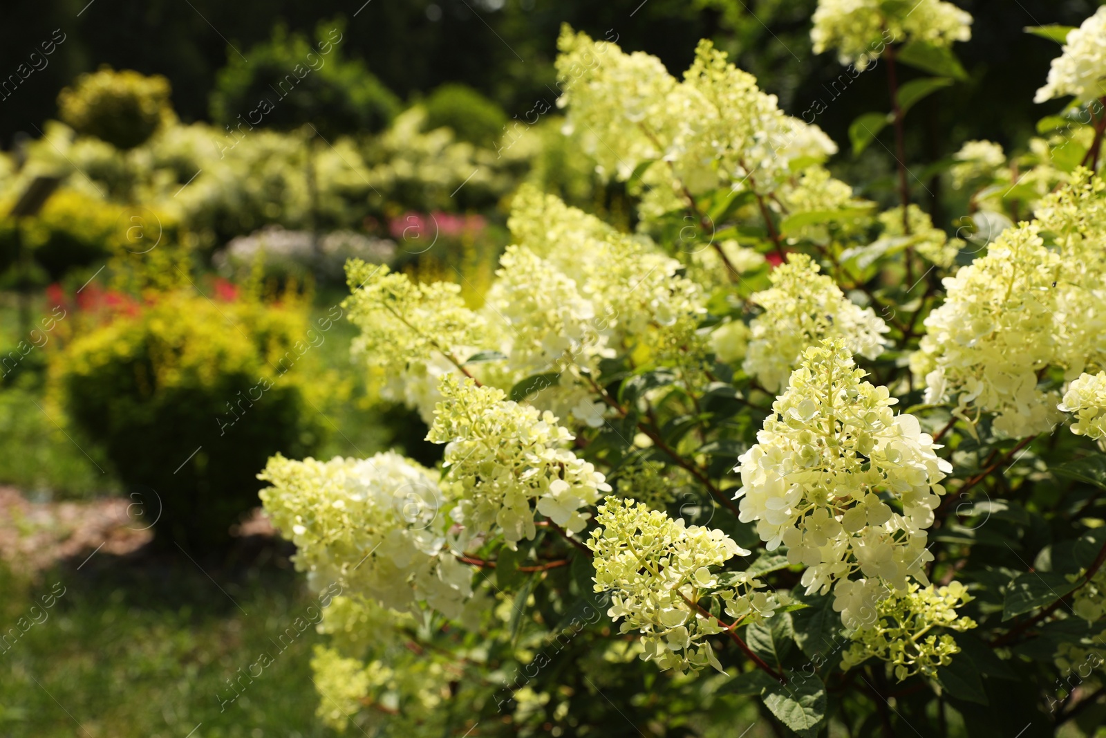 Photo of Beautiful hydrangea with blooming white flowers growing in garden, space for text