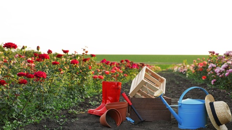 Straw hat, rubber boots, gardening tools and equipment near rose bushes outdoors