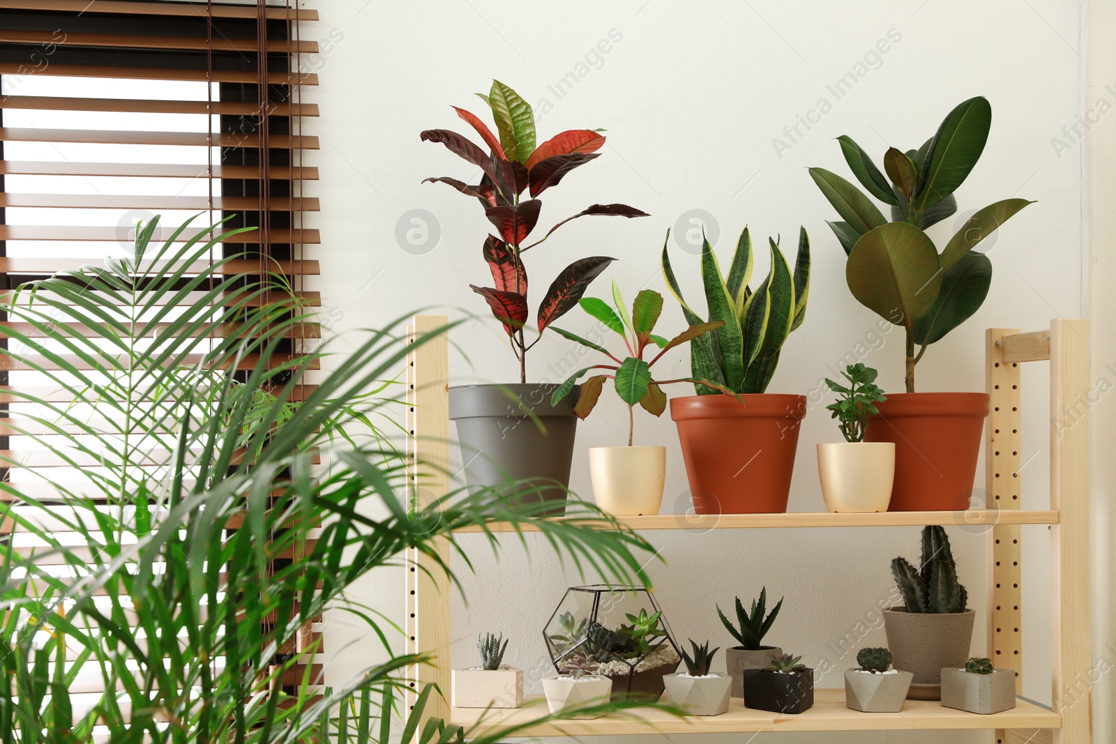 Photo of Stylish room interior with different home plants