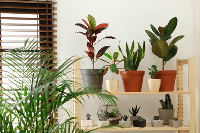 Stylish room interior with different home plants