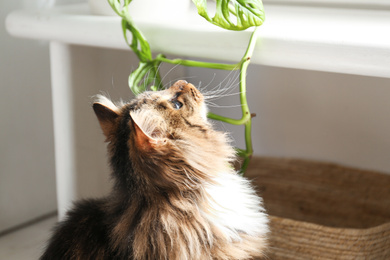 Photo of Adorable cat playing with houseplant at home