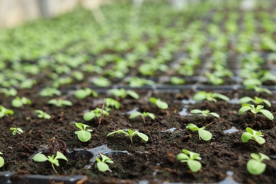 Photo of Many fresh seedlings growing in cultivation tray, closeup