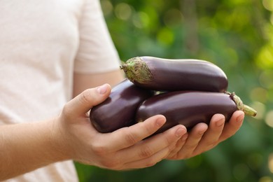 Man holding ripe eggplants on blurred green background, closeup