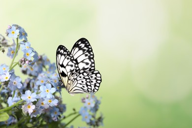 Image of Beautiful butterfly on forget-me-not flower in garden, closeup. Space for text