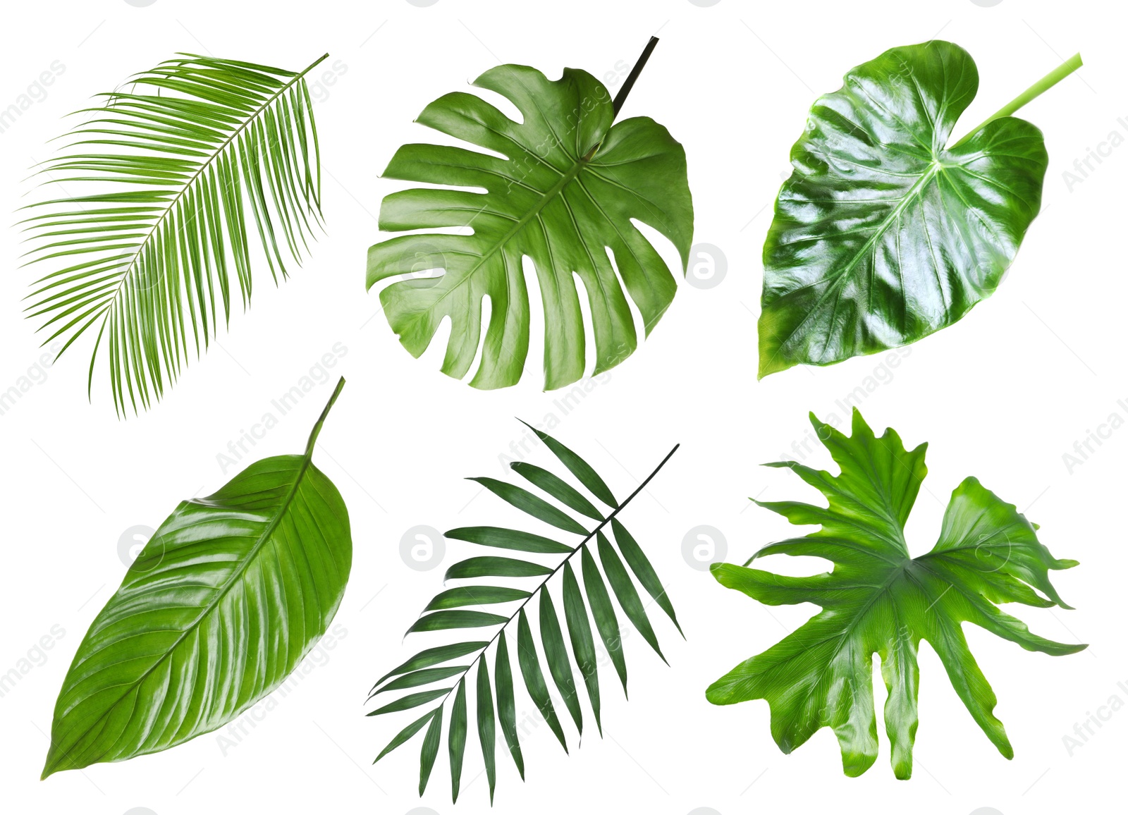 Image of Set with beautiful fern and other tropical leaves on white background 