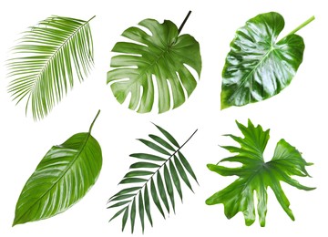 Set with beautiful fern and other tropical leaves on white background 