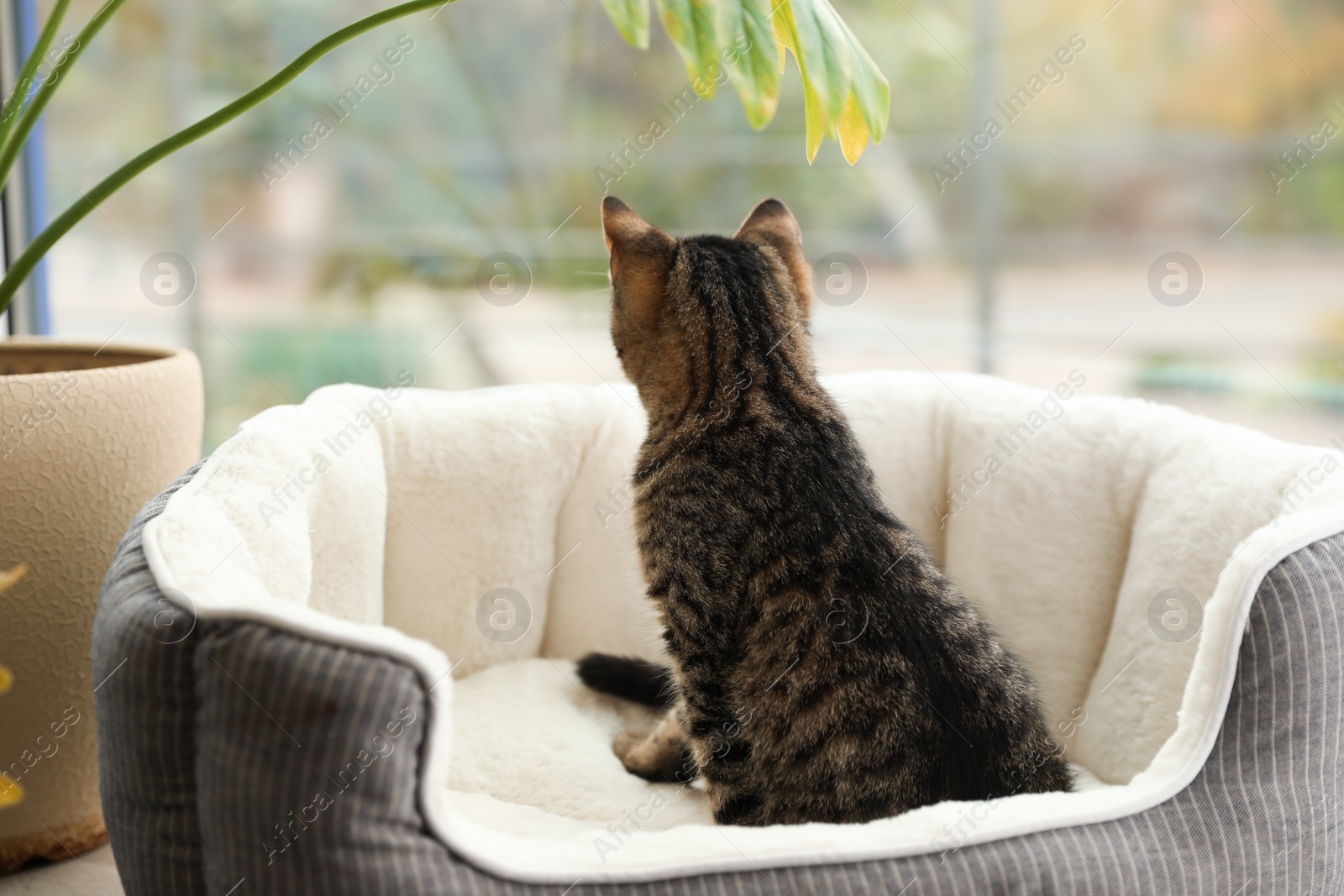 Photo of Cute tabby cat on pet bed at home