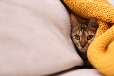 Photo of Cute Bengal cat lying on sofa with blanket at home, closeup and space for text. Adorable pet