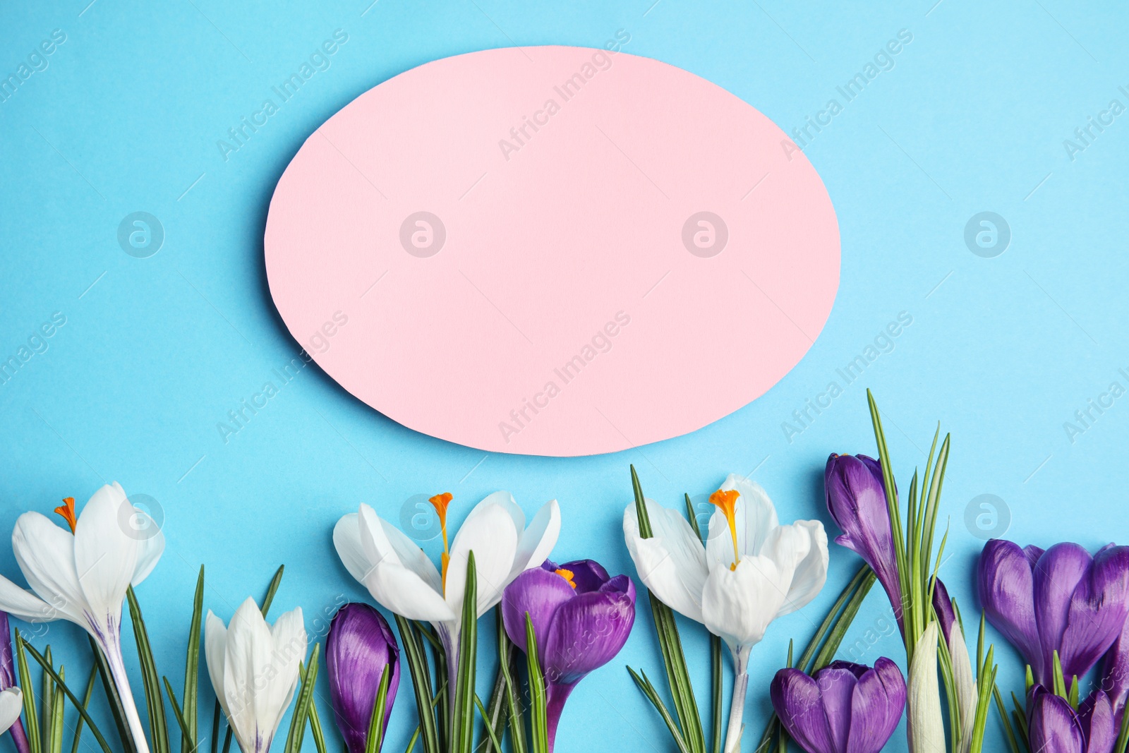 Photo of Beautiful spring crocus flowers and blank card on blue background, flat lay. Space for text