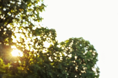 Photo of Blurred view of tree branches in park on sunny morning. Bokeh effect