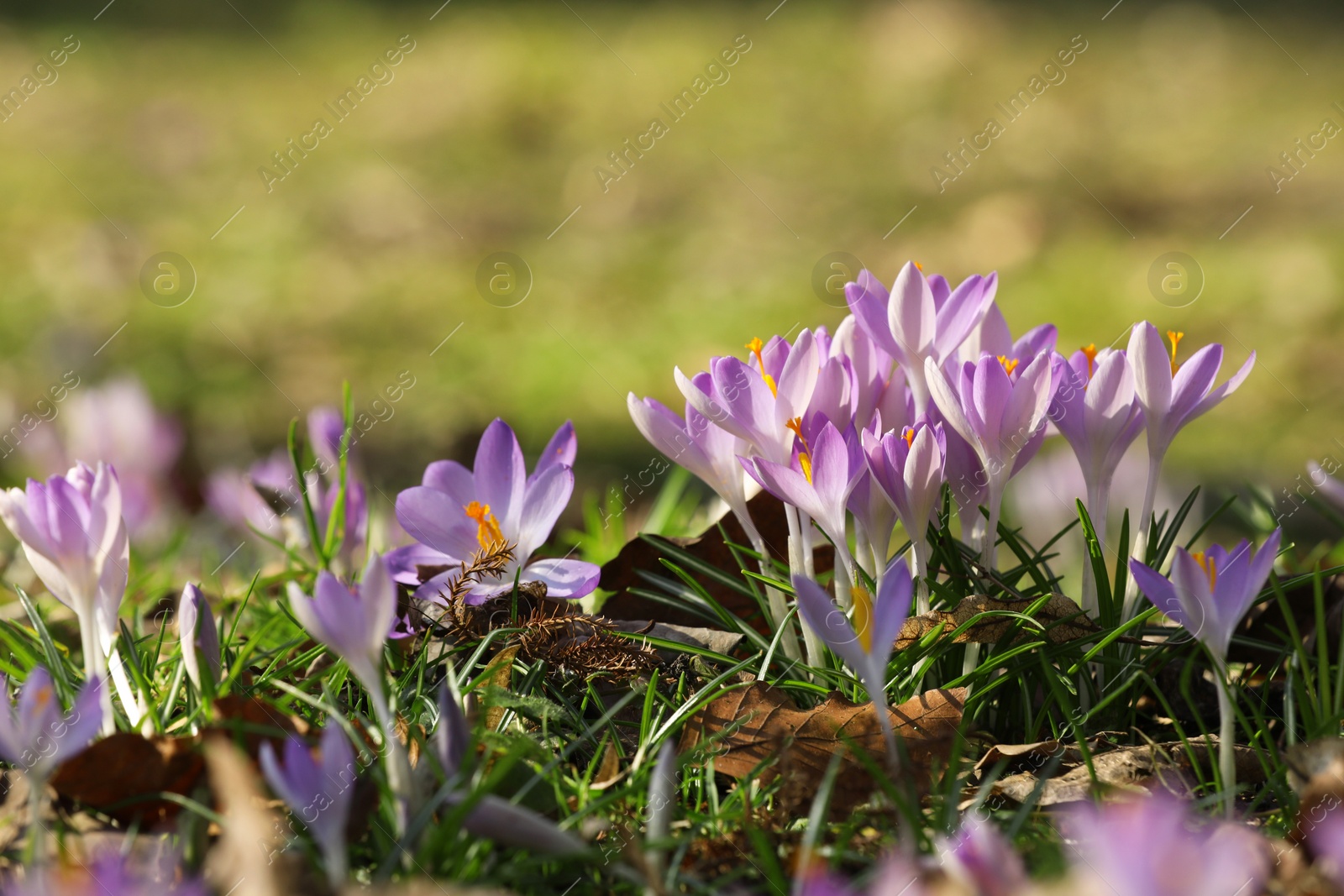 Photo of Many beautiful violet crocus flowers growing outdoors