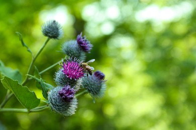 Photo of Burdock flowers with bee outdoors on sunny day, closeup. Space for text
