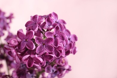 Closeup view of beautiful lilac flowers on blurred background, space for text