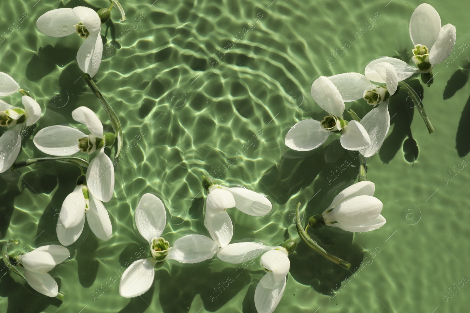 Photo of Beautiful flowers in water on green background, top view. Space for text