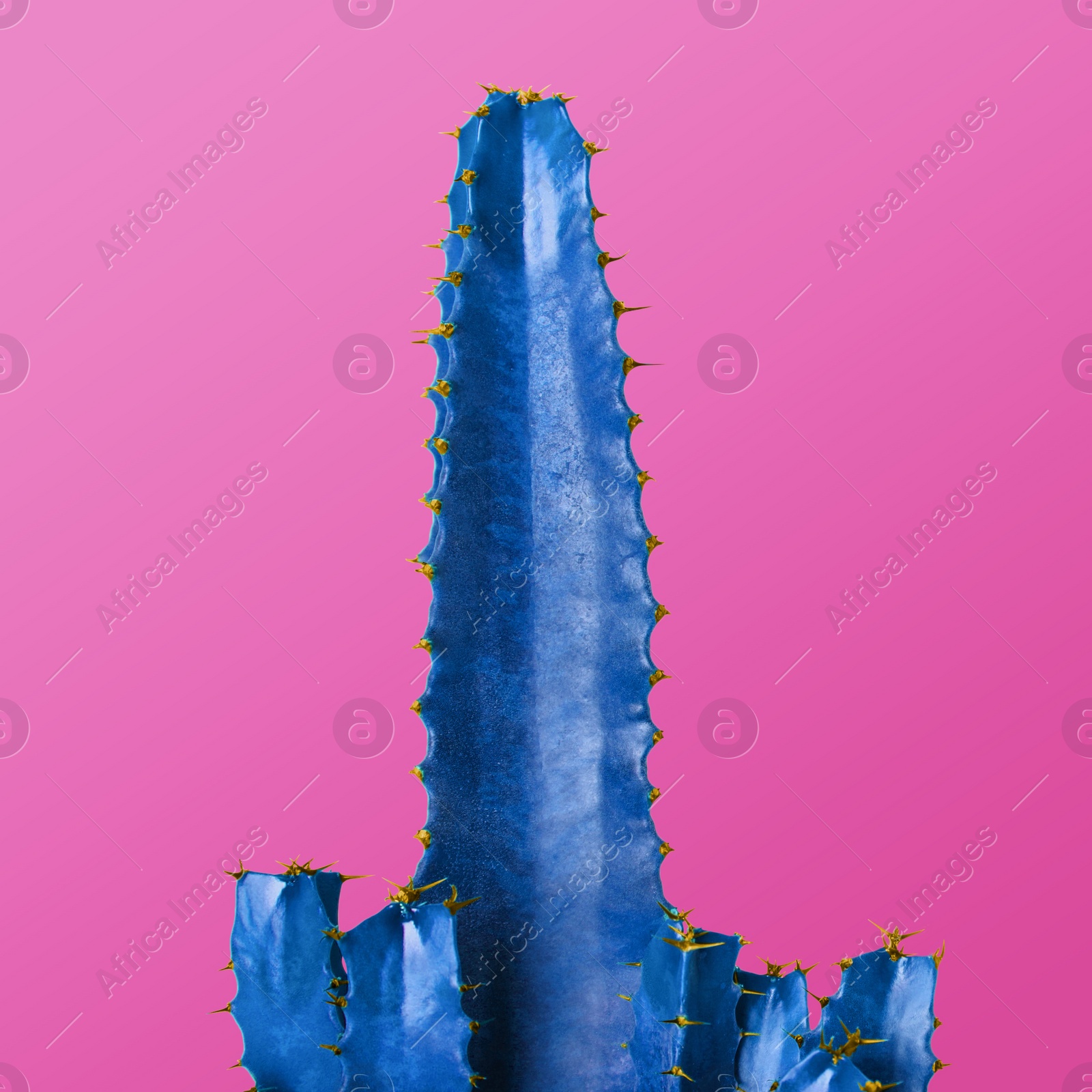 Image of Blue cactus on pink background. Creative design