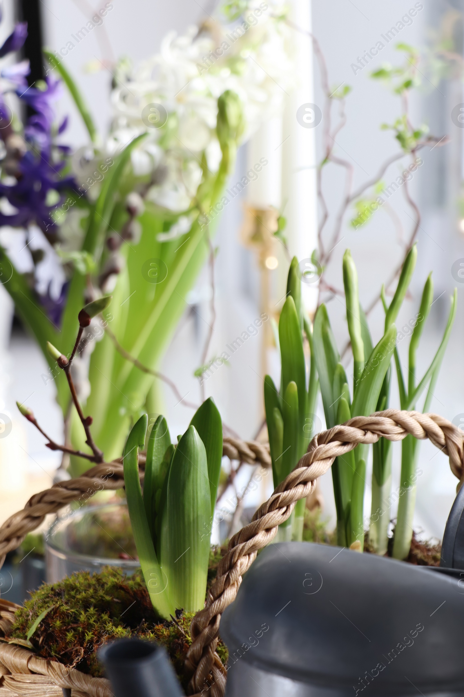 Photo of Spring shoots of Narcissus and Hyacinth planted in wicker basket on window sill, closeup