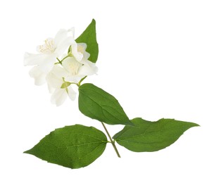 Photo of Branch of jasmine flowers and leaves isolated on white