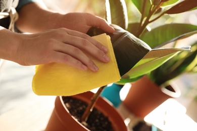 Photo of Woman taking care of home plant indoors, closeup