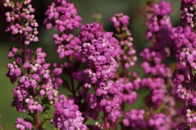 Photo of Heather shrub with beautiful blooming flowers outdoors on sunny day, closeup