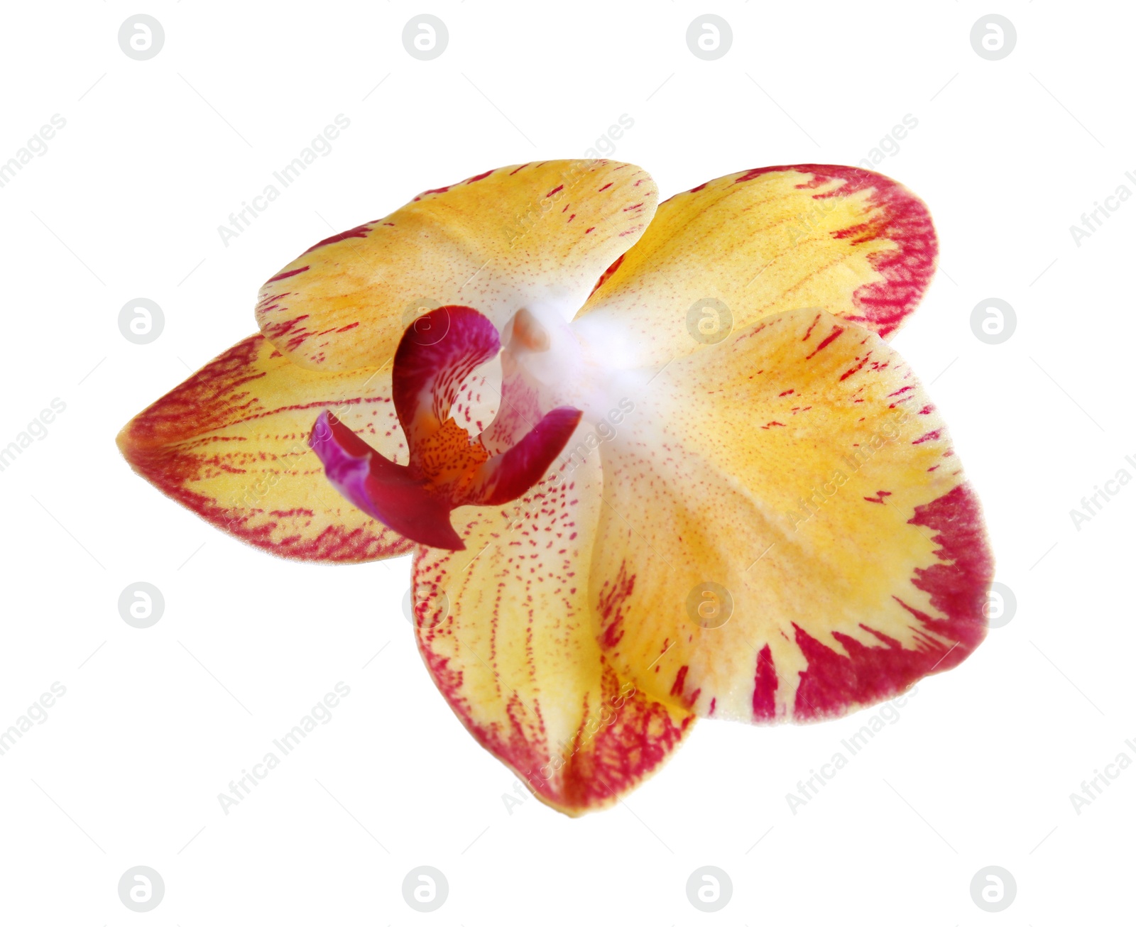 Photo of Beautiful tropical orchid flower on white background