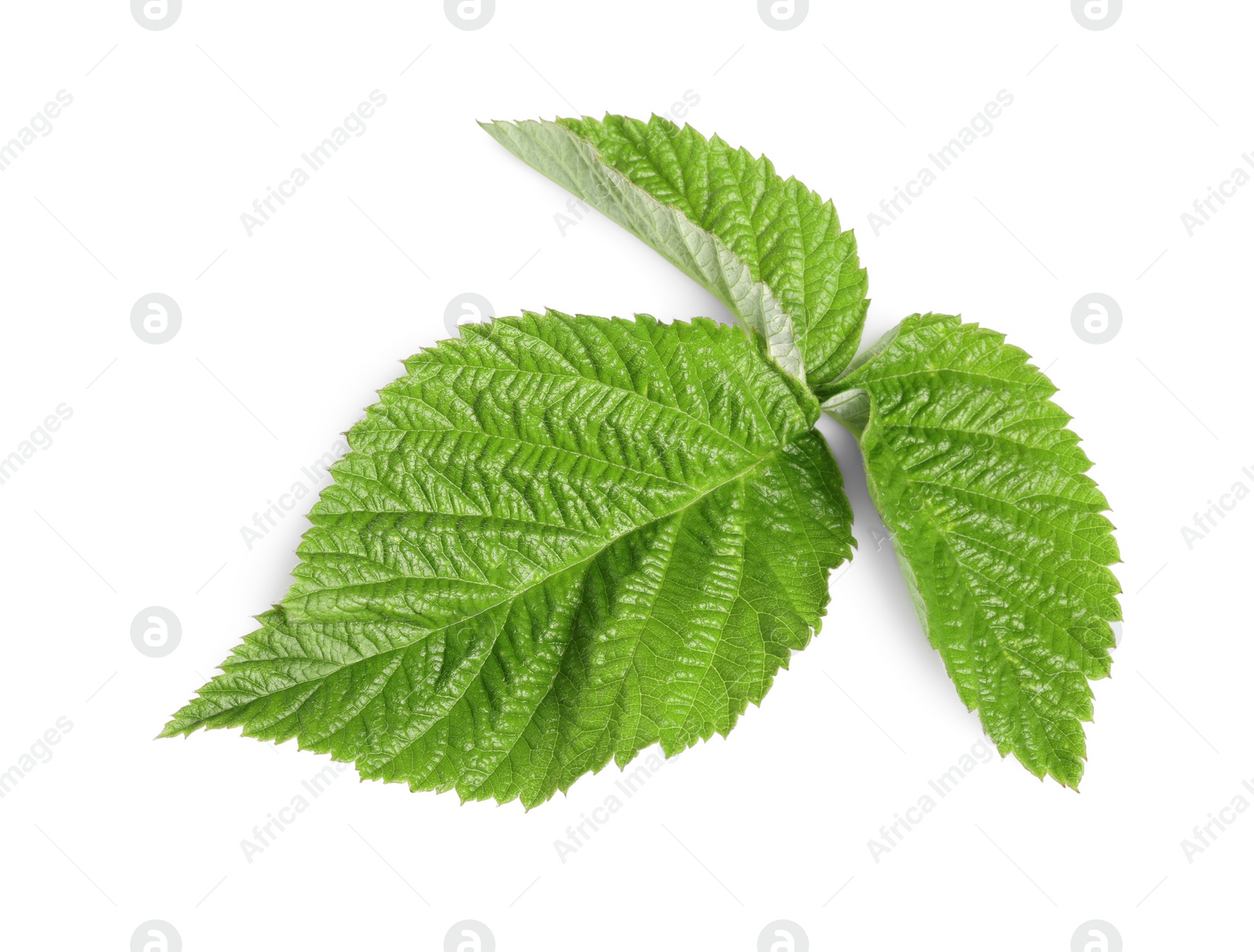 Photo of Fresh green blackberry leaves isolated on white