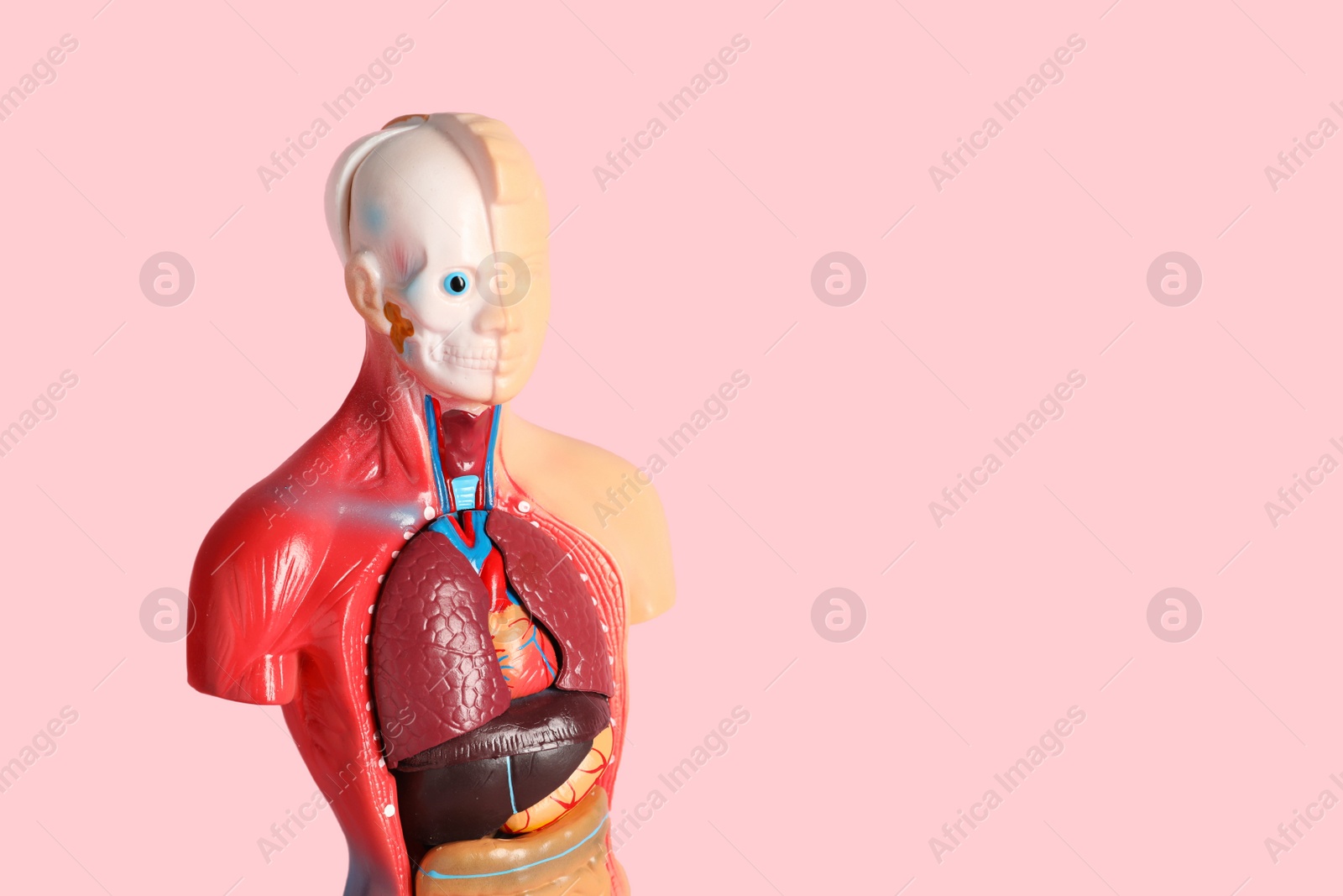 Photo of Human anatomy mannequin showing internal organs on pink background. Space for text