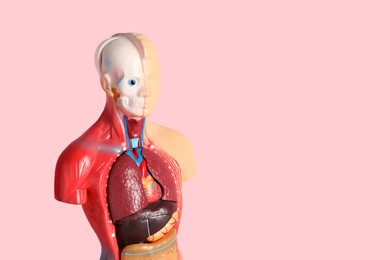 Photo of Human anatomy mannequin showing internal organs on pink background. Space for text