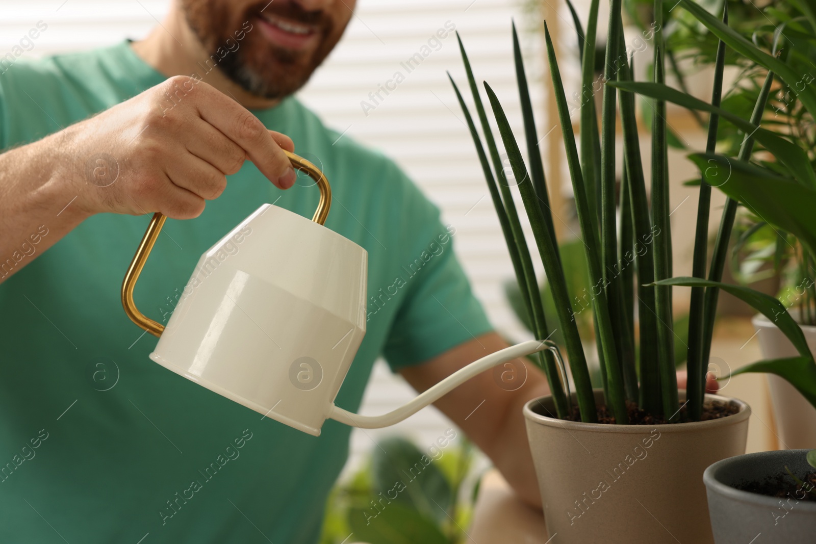 Photo of Man watering beautiful potted houseplants indoors, closeup