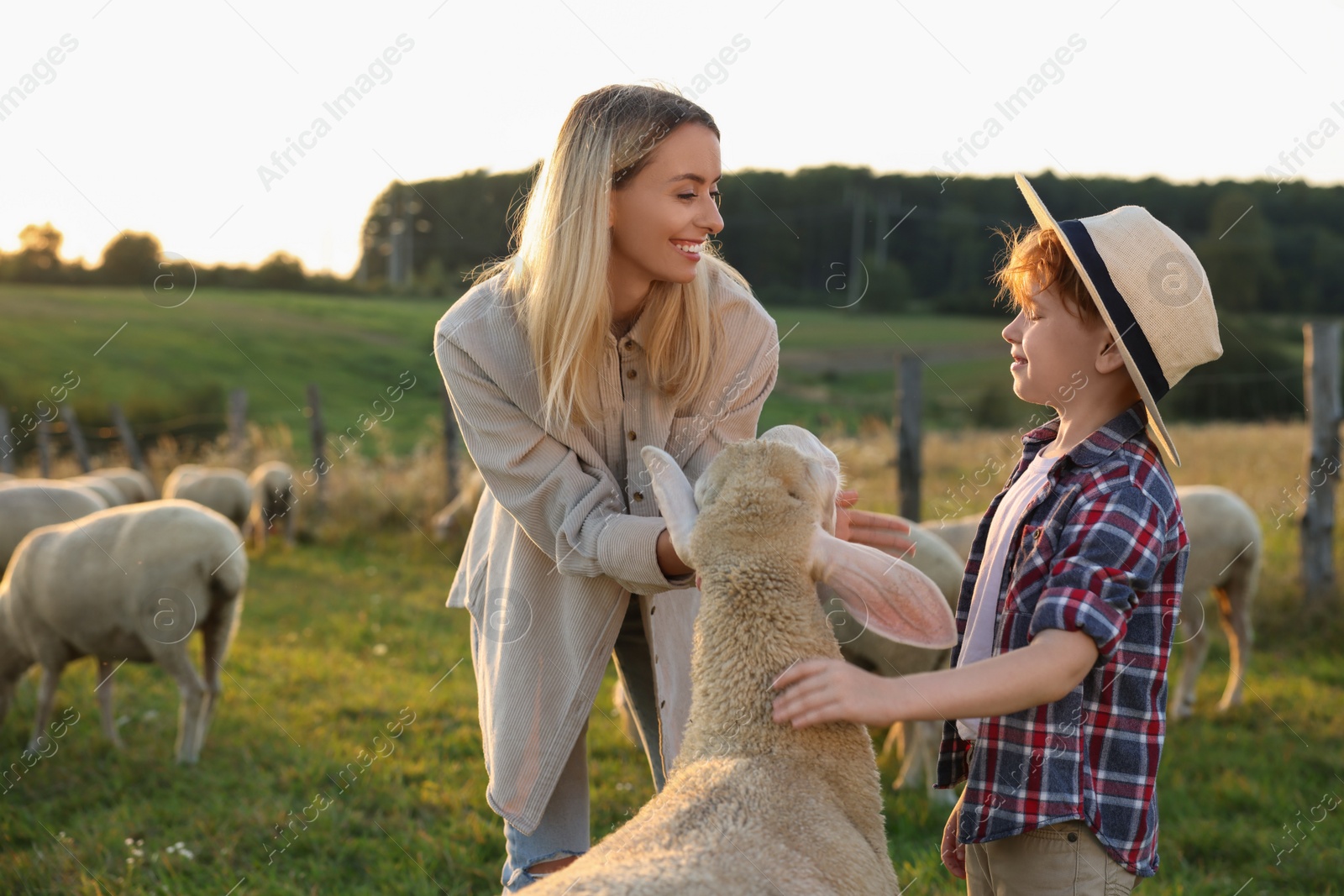 Photo of Mother and son with sheep on pasture. Farm animals