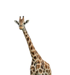 Beautiful spotted African giraffe on white background. Wild animal