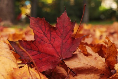 Pile of beautiful fallen leaves outdoors on autumn day, closeup