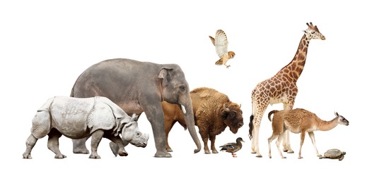 Image of Group of different wild animals on white background, collage