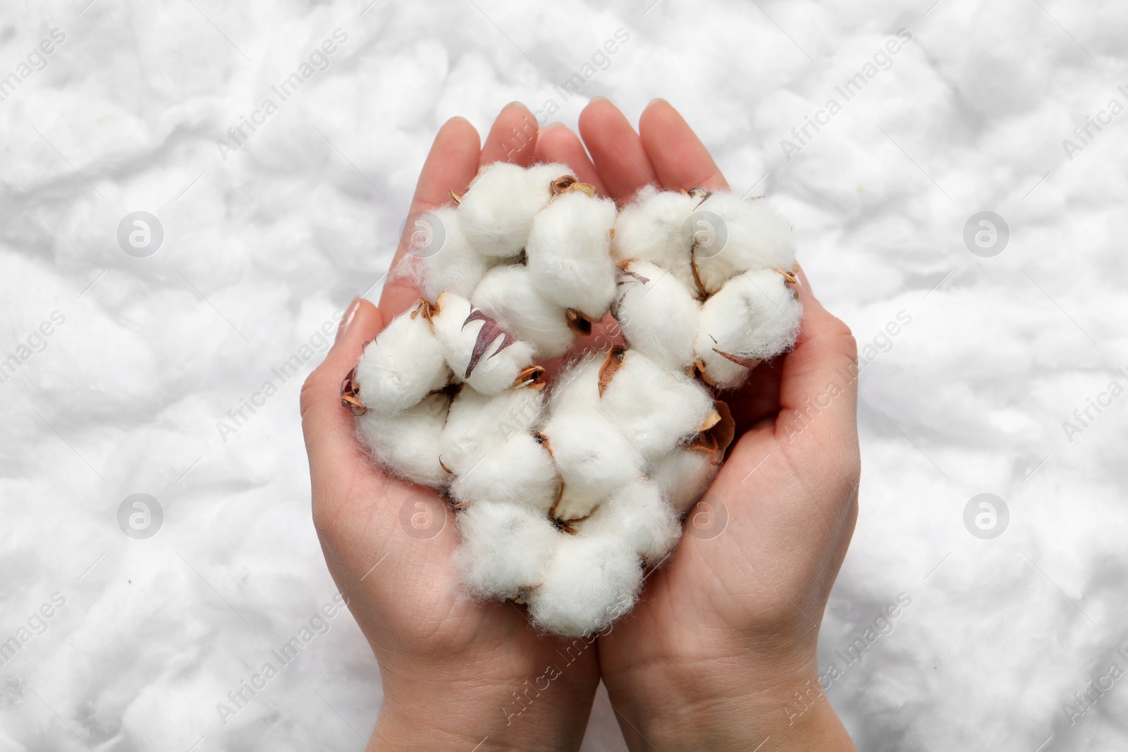 Photo of Woman holding cotton flowers on white fluffy background, top view