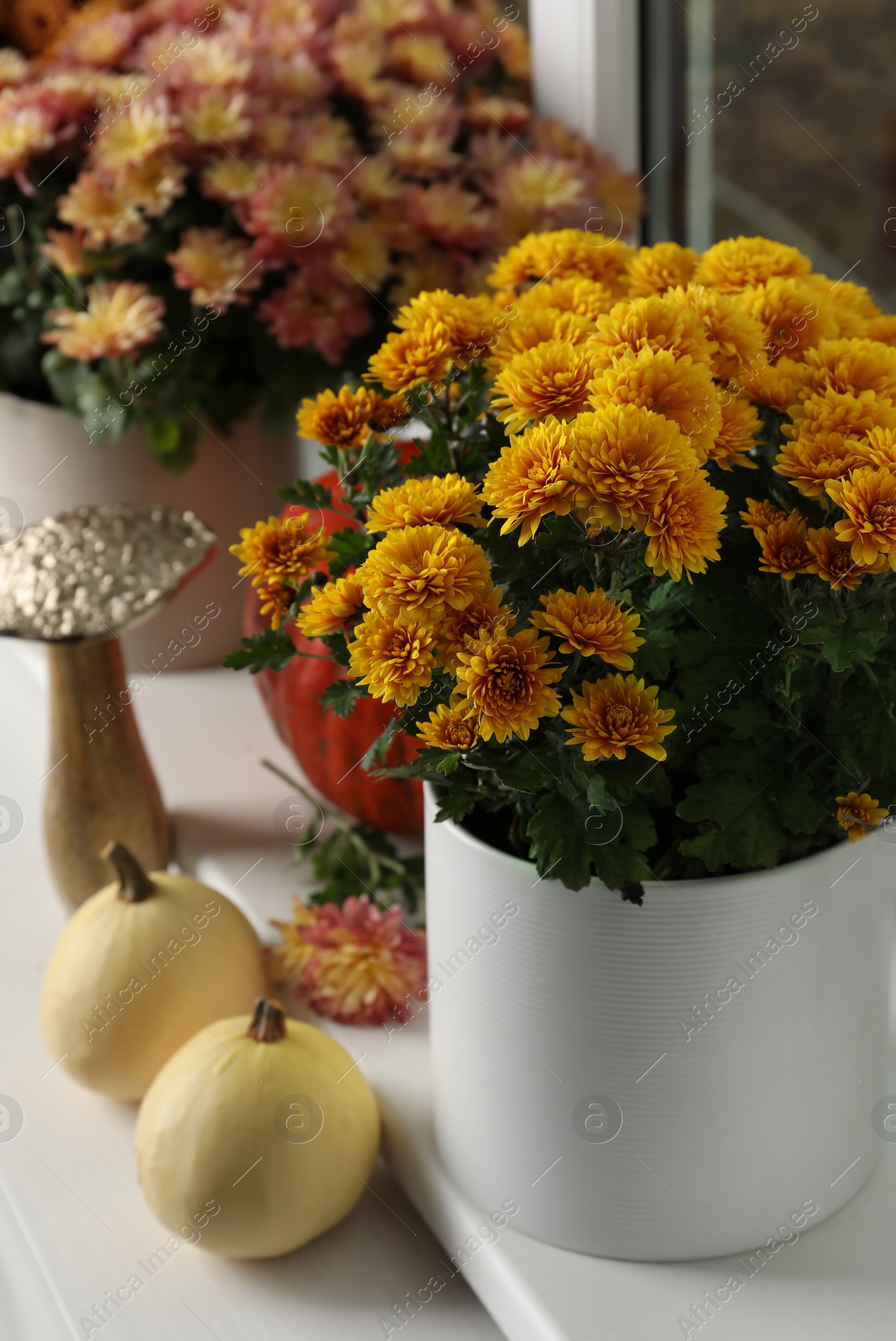 Photo of Beautiful potted chrysanthemum flowers and pumpkins on windowsill indoors