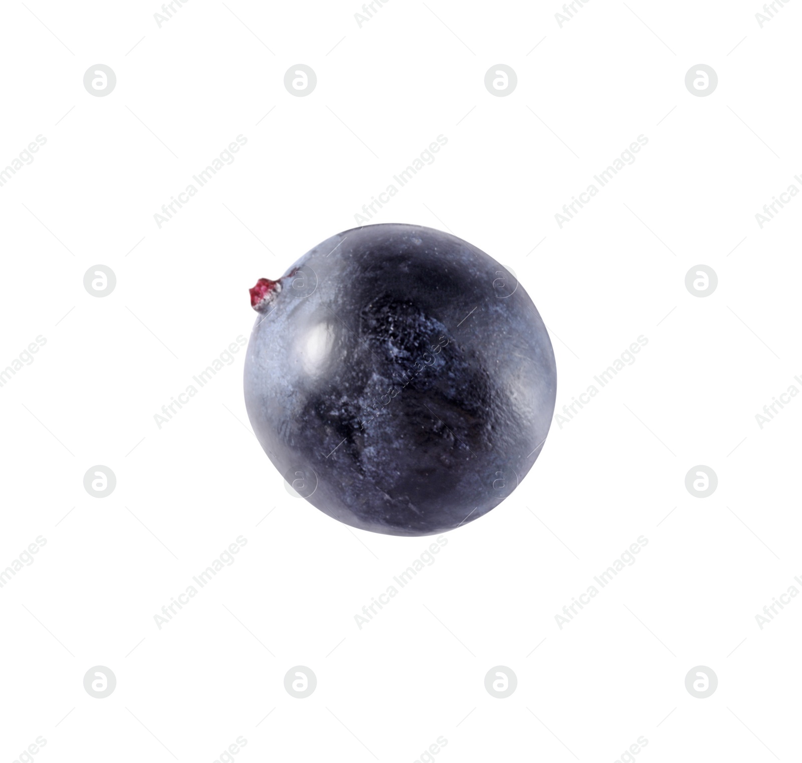Photo of One tasty ripe bilberry isolated on white
