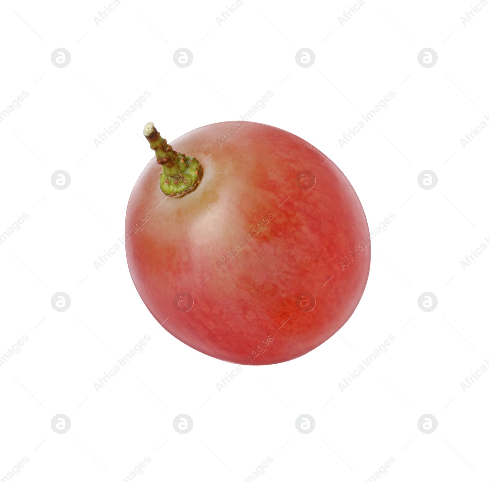 Photo of One ripe red grape isolated on white