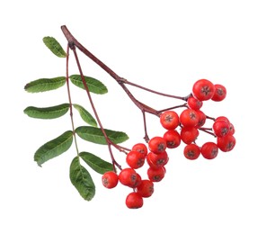 Bunch of ripe rowan berries with green leaves on white background