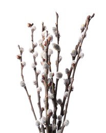 Photo of Beautiful blooming willow branches isolated on white