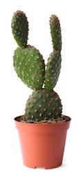 Beautiful Opuntia cactus in pot on white background