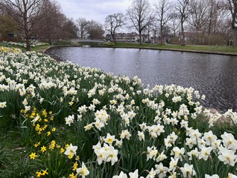 Photo of Beautiful view of daffodil flowers growing near river outdoors