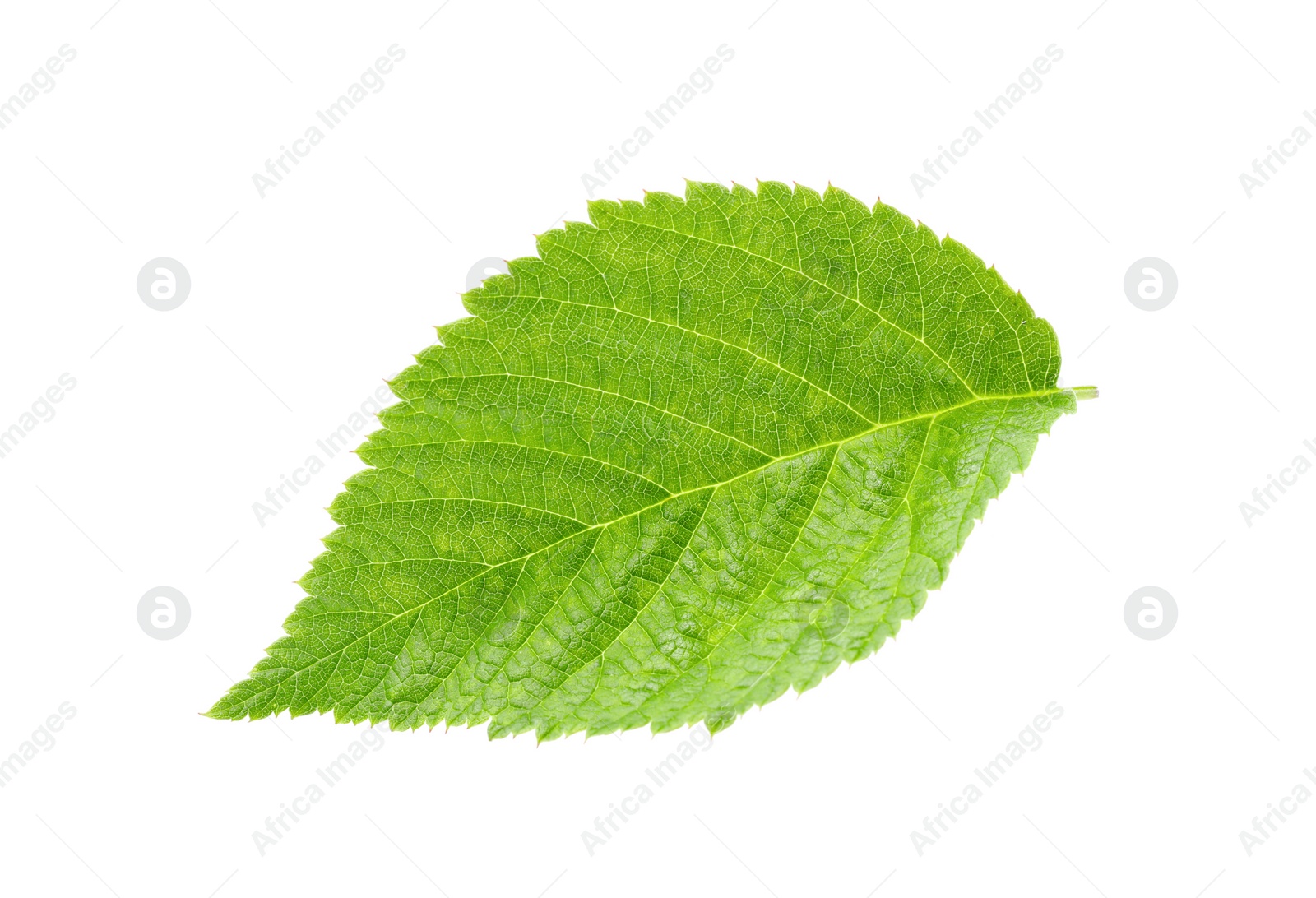 Photo of One green raspberry leaf isolated on white