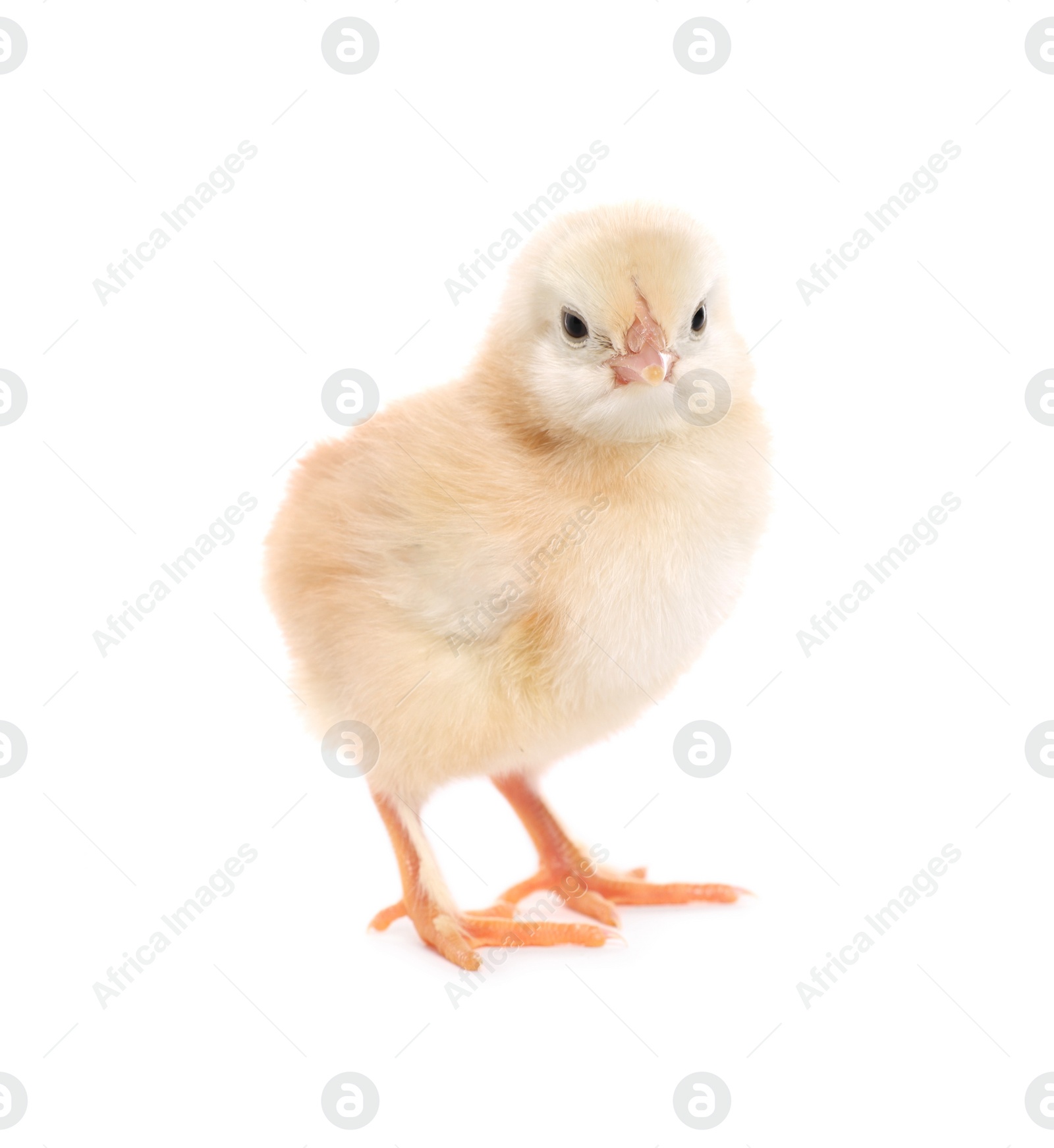 Photo of Cute fluffy baby chicken on white background