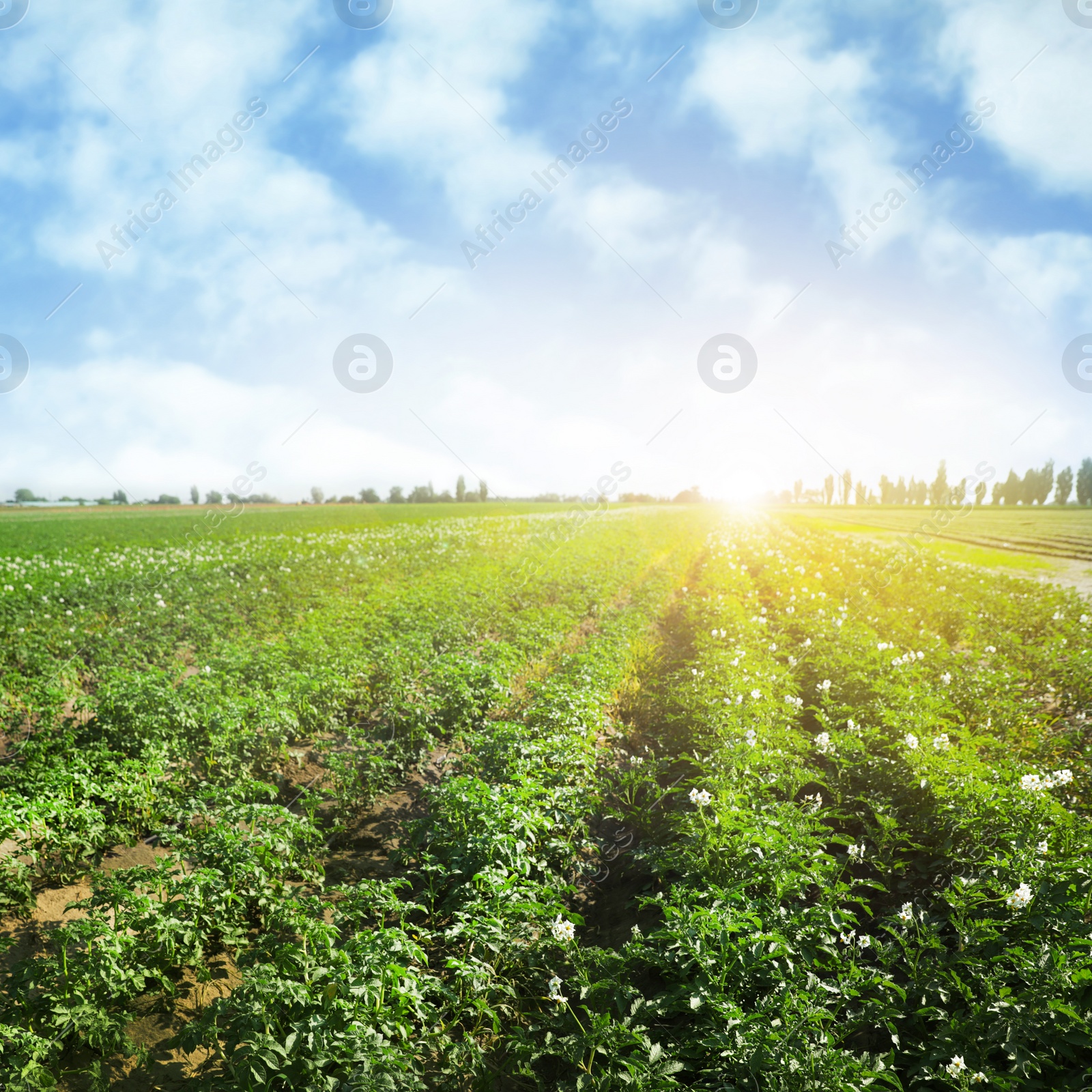 Image of Picturesque view of blooming potato field against blue sky with clouds on sunny day. Organic farming