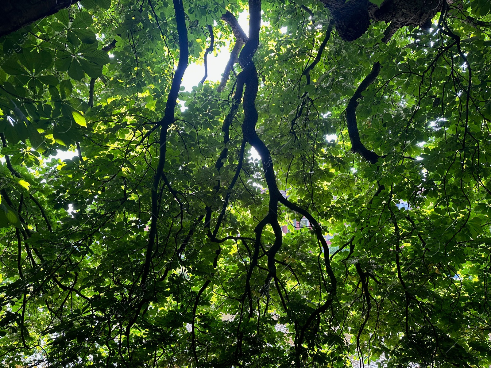 Photo of Beautiful chestnut tree with lush green leaves growing outdoors