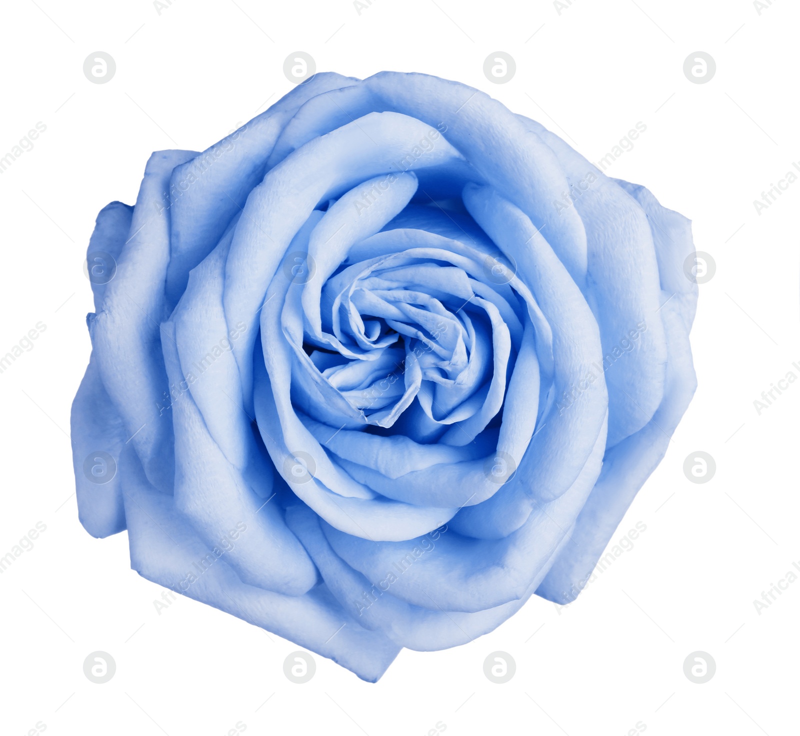 Image of Beautiful blooming light blue rose on white background